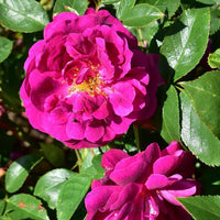Rosa Miniature Rose Samen zur Aussaat Schnitt Blume beliebt Traditionssorte & ohne Gentechnik Samen Hausgarten