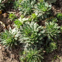 Hens und Chicks Blumensamen zur Aussaat – sonnenliebend – Traditionssorte & ohne Gentechnik Samen Hausgarten