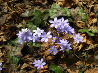 Woodland hepatica seedlings keimend from samen