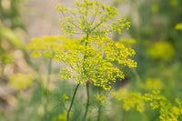 Close-up of gelb heracleum blume cluster