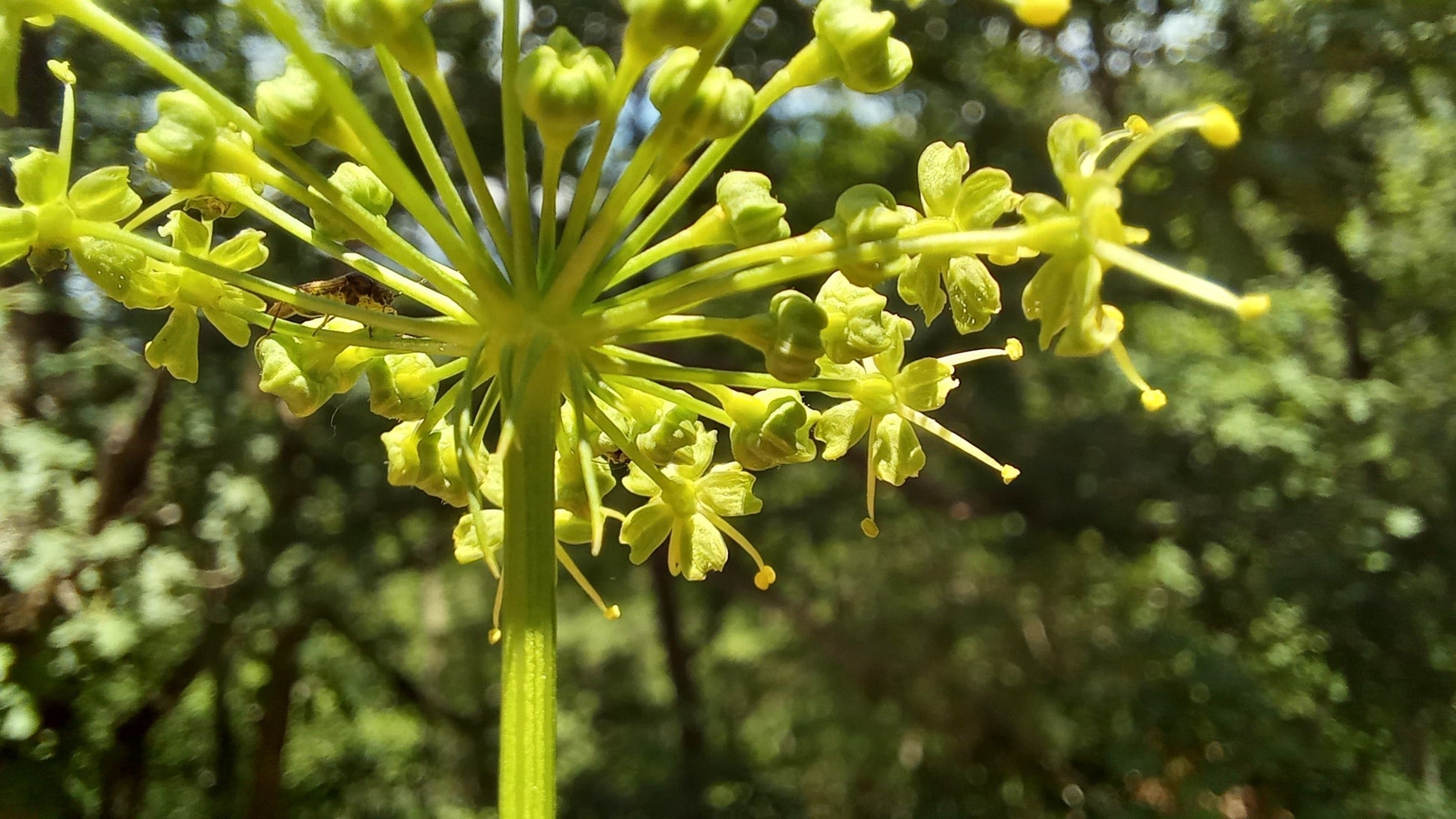 Heracleum seedlings wachsend from samen