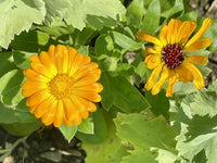 Variety pack of ornamental Kraut Samen collection