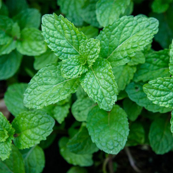 Peppermint pflanzen wachsend in kraut garten