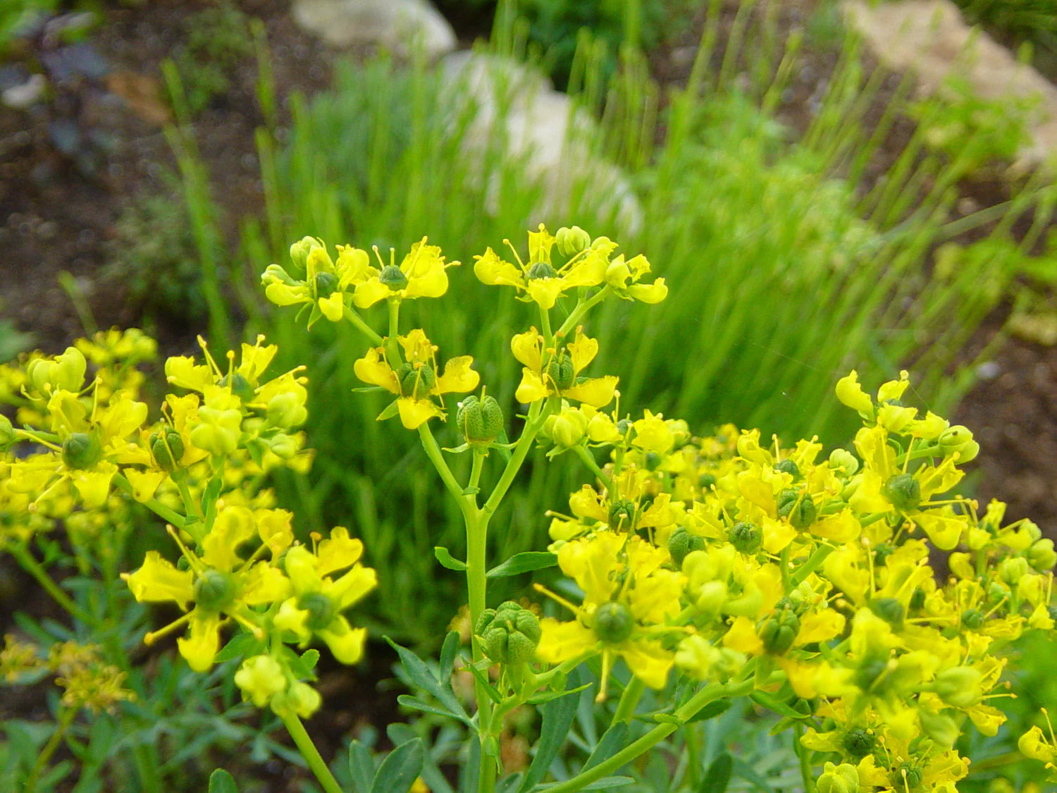 Traditionssorte Ruta graveolens Blumensamen zur Aussaat Drought verträglich Traditionssorte & ohne Gentechnik Samen Hausgarten