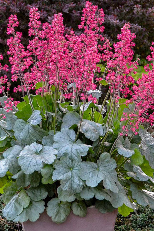 Traditionssorte Coral Bells Blumensamen zur Aussaat lang Blüte Saison Traditionssorte & ohne Gentechnik Samen Hausgarten