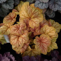 Mischung Heuchera Champagne Blumensamen zur Aussaat Bestäuber freundlich Traditionssorte & ohne Gentechnik Samen Hausgarten