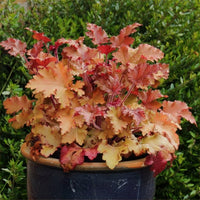 hell Orange Heuchera Blumensamen zur Aussaat Traditionssorte ohne Gentechnik Samen Garten Wuchs farbenfroh Schau