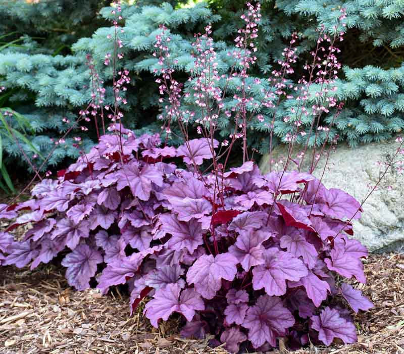 Rosa Heuchera Samen zur Aussaat – Garten Perennials