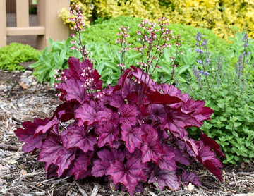 Rosa Heuchera Samen zur Aussaat – Garten Perennials
