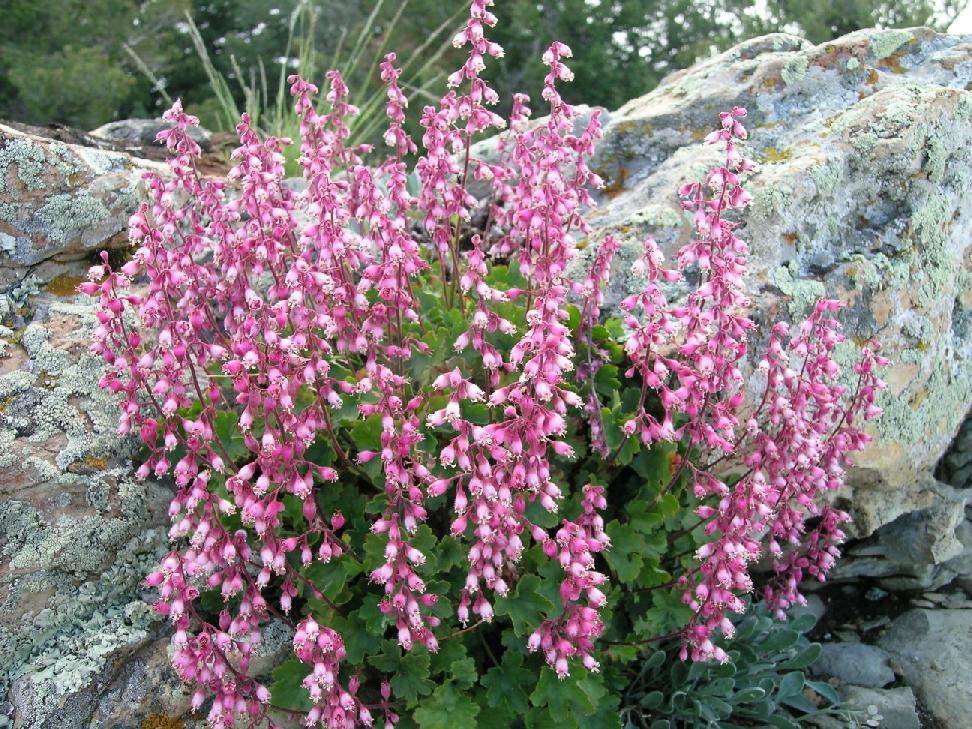 Heuchera Pulchella Blumensamen zur Aussaat leuchtend Blüten Traditionssorte & ohne Gentechnik Samen Hausgarten