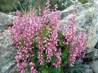 Heuchera Pulchella Blumensamen zur Aussaat leuchtend Blüten Traditionssorte & ohne Gentechnik Samen Hausgarten