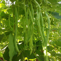 Bush Bean Gemüsesamen für einfache Aussaat