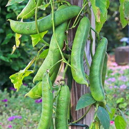 Sword Bean Gemüse Planting Samen
