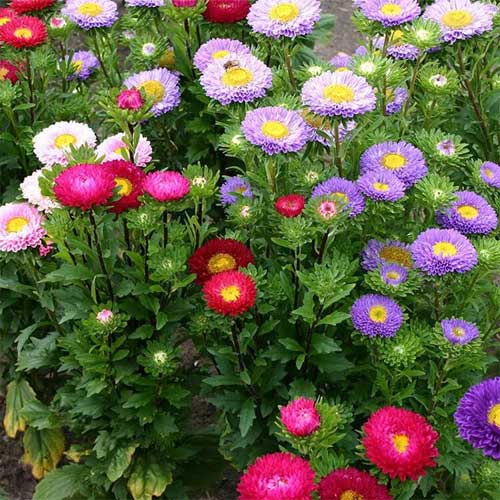 Mischung Aster Blumensamen zur Aussaat – duftend Blüten – Traditionssorte & ohne Gentechnik Samen Hausgarten