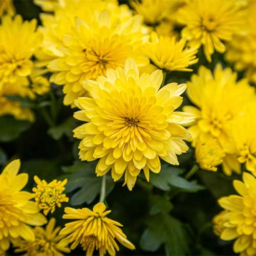 Gelb Chrysantheme Blumensamen zur Aussaat – Bestäuber freundlich – Traditionssorte & ohne Gentechnik Samen Hausgarten
