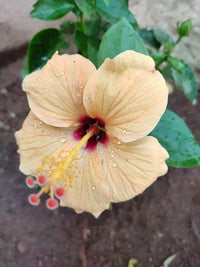 Creme Hibiskus Blumensamen – Anzucht Traditionssorte & ohne Gentechnik Samen Hausgarten