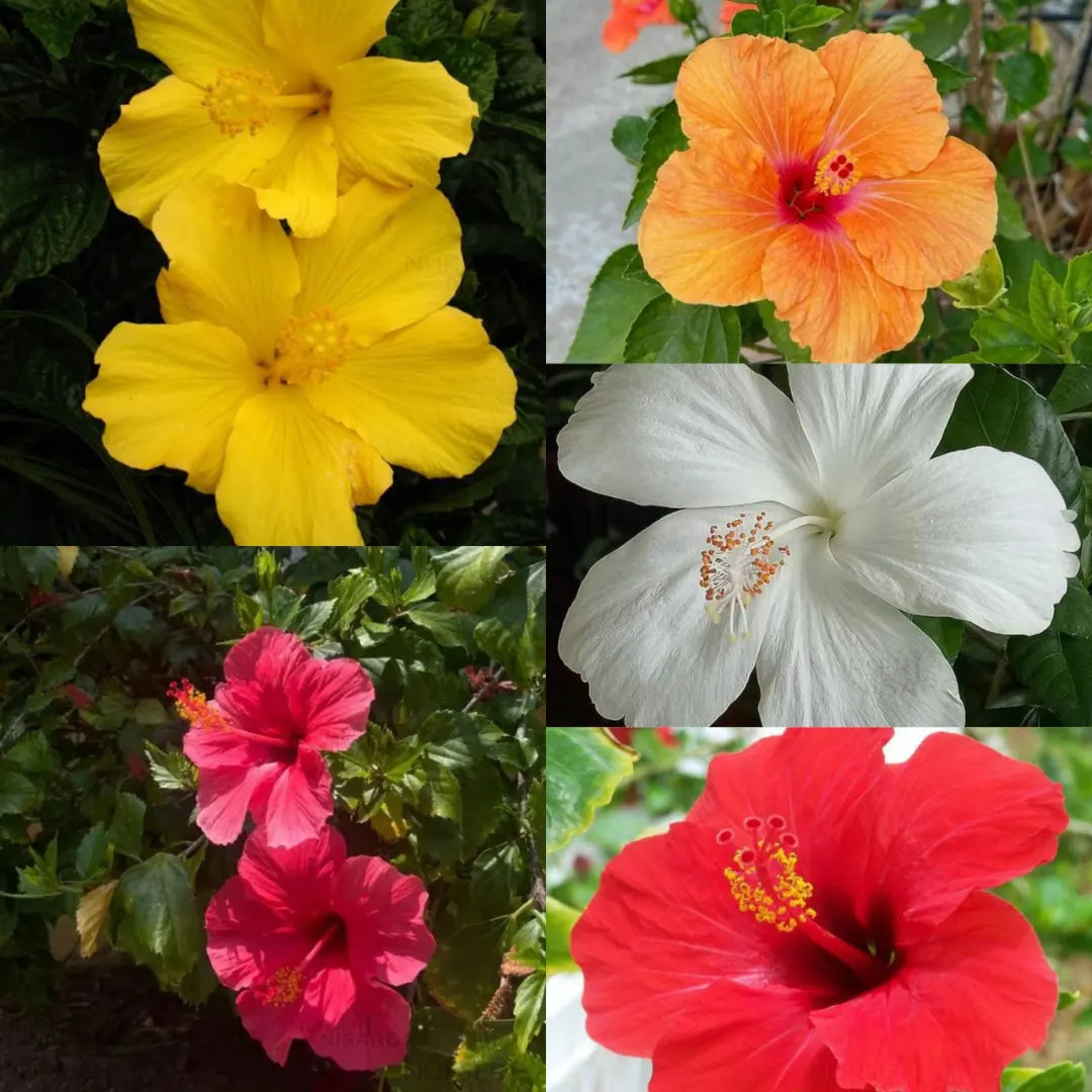 MultiColour Hibiskus Blumensamen zur Aussaat robust Sorte Traditionssorte & ohne Gentechnik Samen Hausgarten