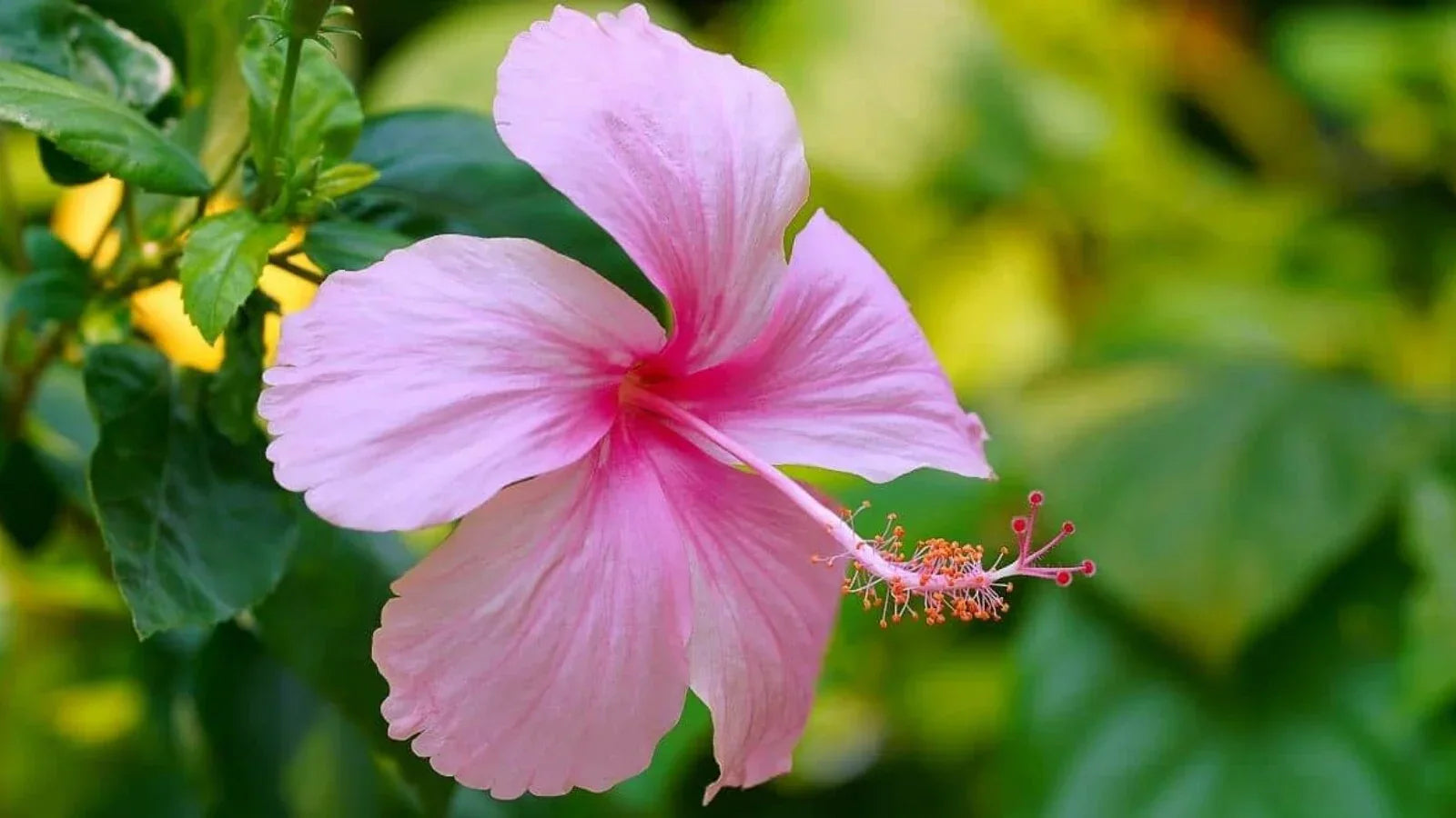 Close-up of dramatic hibiscus blume petals