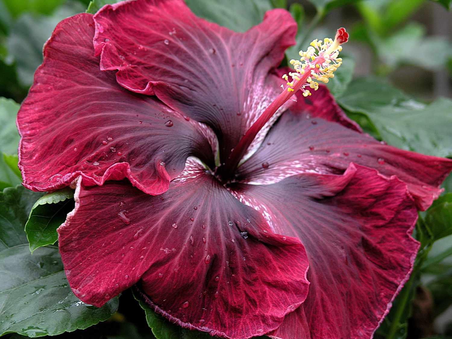 Close-up of dark gray hibiscus petals