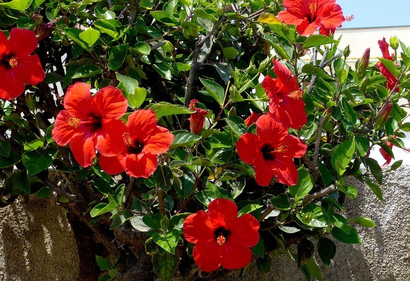 Hibiscus (hibiscus blume) samen for anpflanzung in home garten