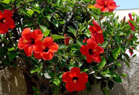 Hibiscus (hibiscus blume) samen for anpflanzung in home garten