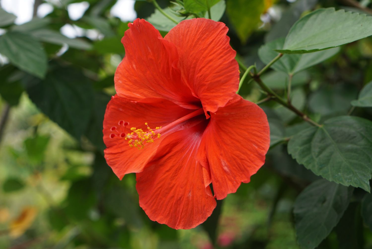 Hibiskus Blumensamen zur Aussaat Bestäuber freundlich Traditionssorte & ohne Gentechnik Samen Hausgarten