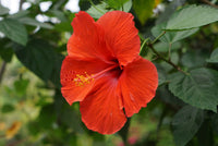 Hibiskus Blumensamen zur Aussaat – sonnenliebend – Traditionssorte & ohne Gentechnik Samen Hausgarten