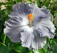 Hibiscus light grey blume samen