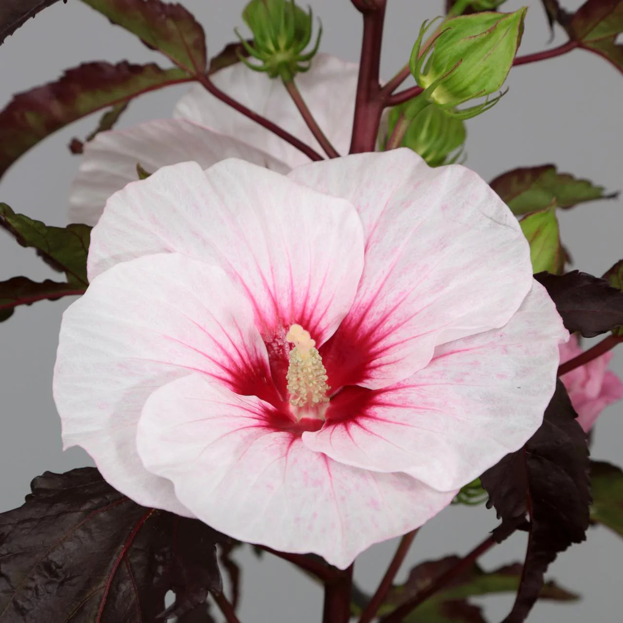 riesig Hibiskus Blumensamen zur Aussaat saisonal Dauerblüher Traditionssorte & ohne Gentechnik Samen Hausgarten