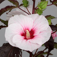 riesig Hibiskus Blumensamen zur Aussaat saisonal Dauerblüher Traditionssorte & ohne Gentechnik Samen Hausgarten