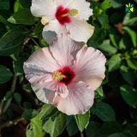 Weiß Rosa Hibiskus Blumensamen zur Aussaat leuchtend Blüten Traditionssorte & ohne Gentechnik Samen Hausgarten