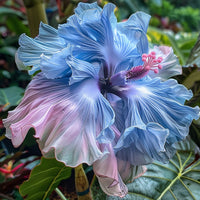 Hibiscus rainbow samen for anpflanzung