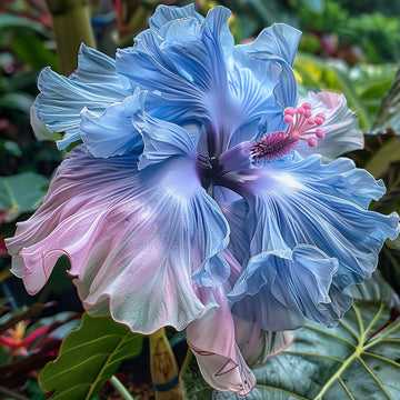 Hibiscus rainbow samen for anpflanzung