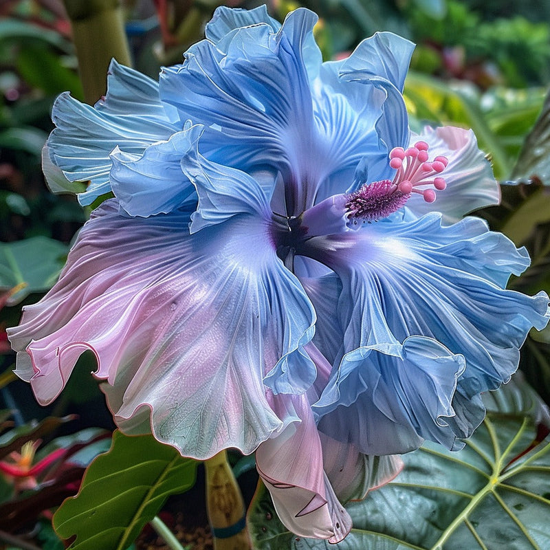Hibiscus rainbow samen for anpflanzung