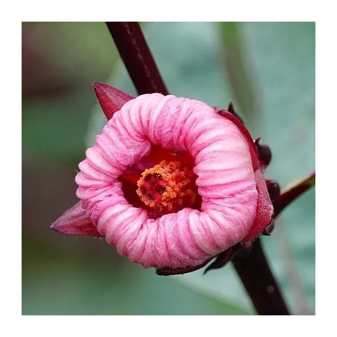 Roselle hibiscus sabdariffa blume samen for anpflanzung - cut blume favorite, heirloom & gmo free samen for home garten
 
 sale samen for anpflanzung in home garten