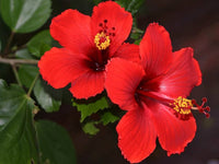 High-quality hibiscus samen packet for home gardeners and landscaping projects.