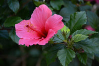 Hibiscus seedlings wachsend from samen