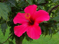 Premium non-gmo dark rosa hibiscus samen