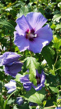 Lila Hibiskus Blumensamen zur Aussaat sonnenliebend Traditionssorte & ohne Gentechnik Samen Hausgarten