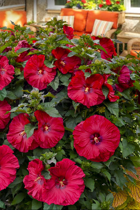 Hibiskus Bordeaux Blumensamen zur Aussaat – sonnenliebend – Traditionssorte & ohne Gentechnik Samen Hausgarten
