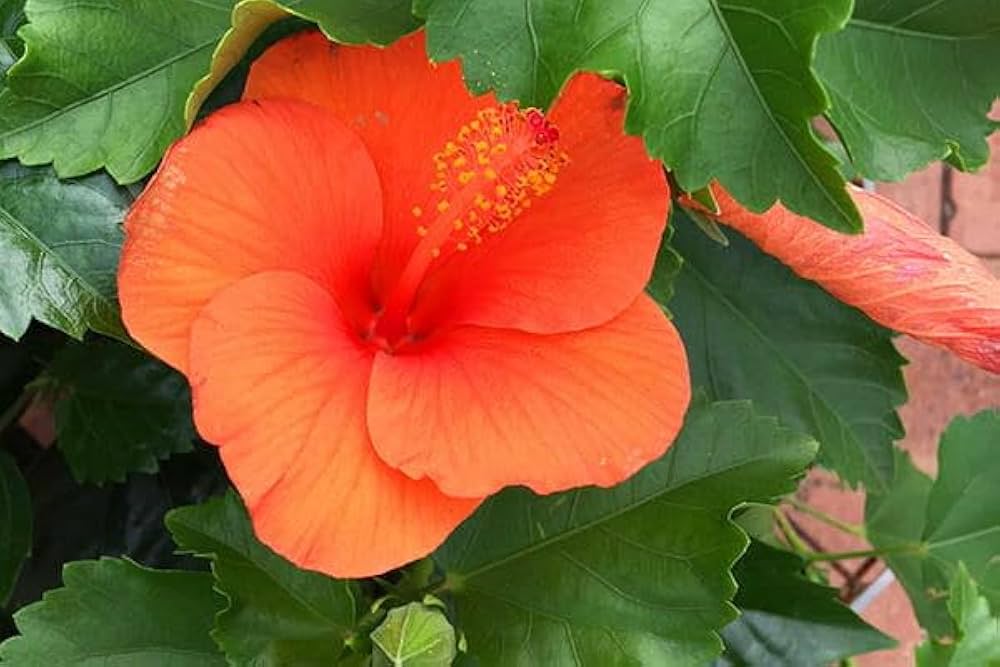 Hibiscus vivid orange bloom grown from Samen