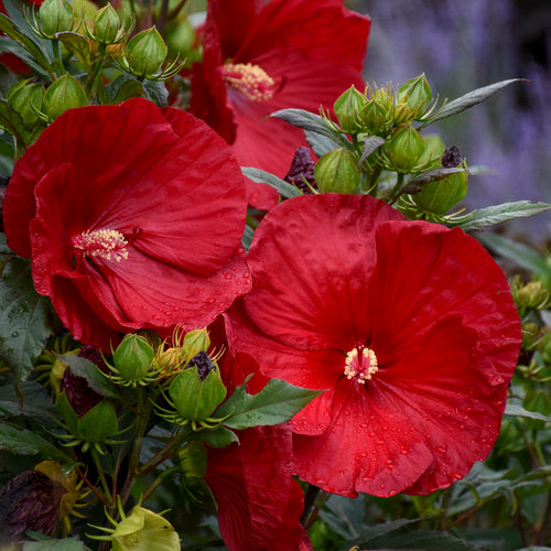 Cranberry Hibiskus Blumensamen zur Aussaat robust Sorte Traditionssorte & ohne Gentechnik Samen Hausgarten