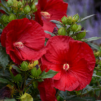 Cranberry Hibiskus Blumensamen zur Aussaat robust Sorte Traditionssorte & ohne Gentechnik Samen Hausgarten