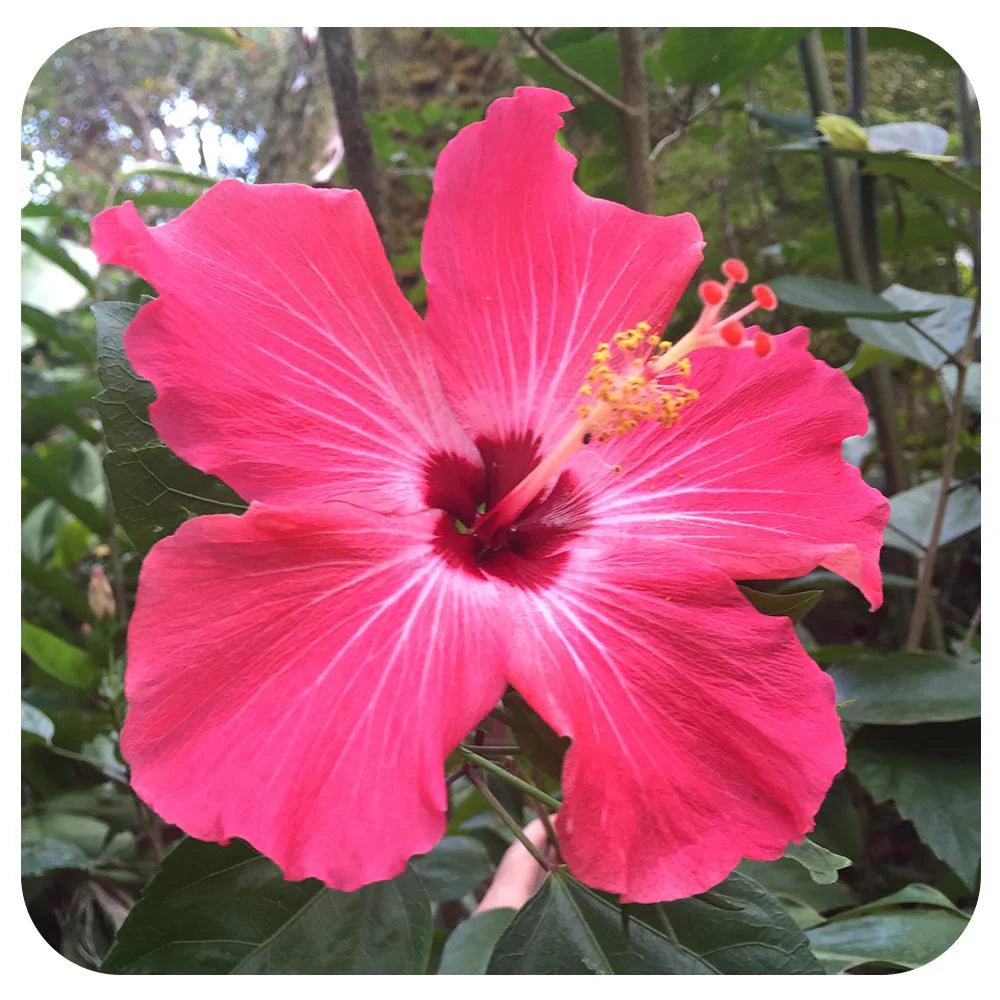 Hibiskus RosaSinensis Blumensamen zur Aussaat Bestäuber freundlich Traditionssorte & ohne Gentechnik Samen Hausgarten