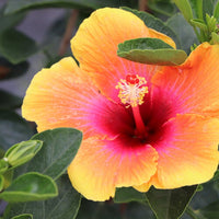 Hibiskus Blumensamen zur Aussaat Wildblume Mischung Traditionssorte & ohne Gentechnik Samen Hausgarten
