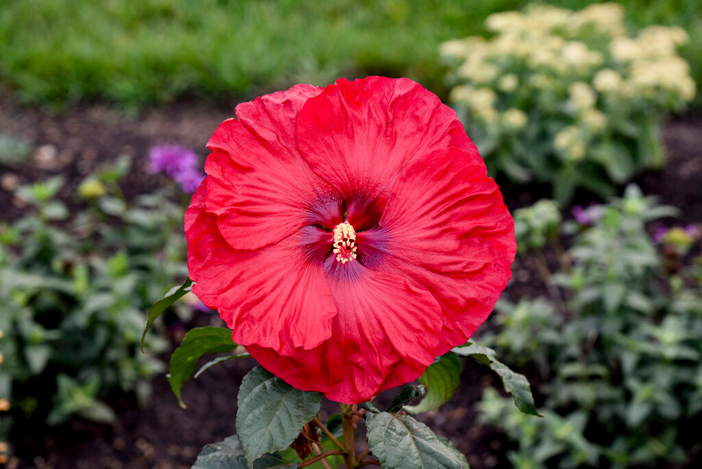 Hibiskus Bordeaux Blumensamen zur Aussaat – sonnenliebend – Traditionssorte & ohne Gentechnik Samen Hausgarten