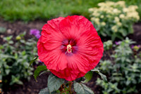 Hibiskus Bordeaux Blumensamen zur Aussaat – sonnenliebend – Traditionssorte & ohne Gentechnik Samen Hausgarten