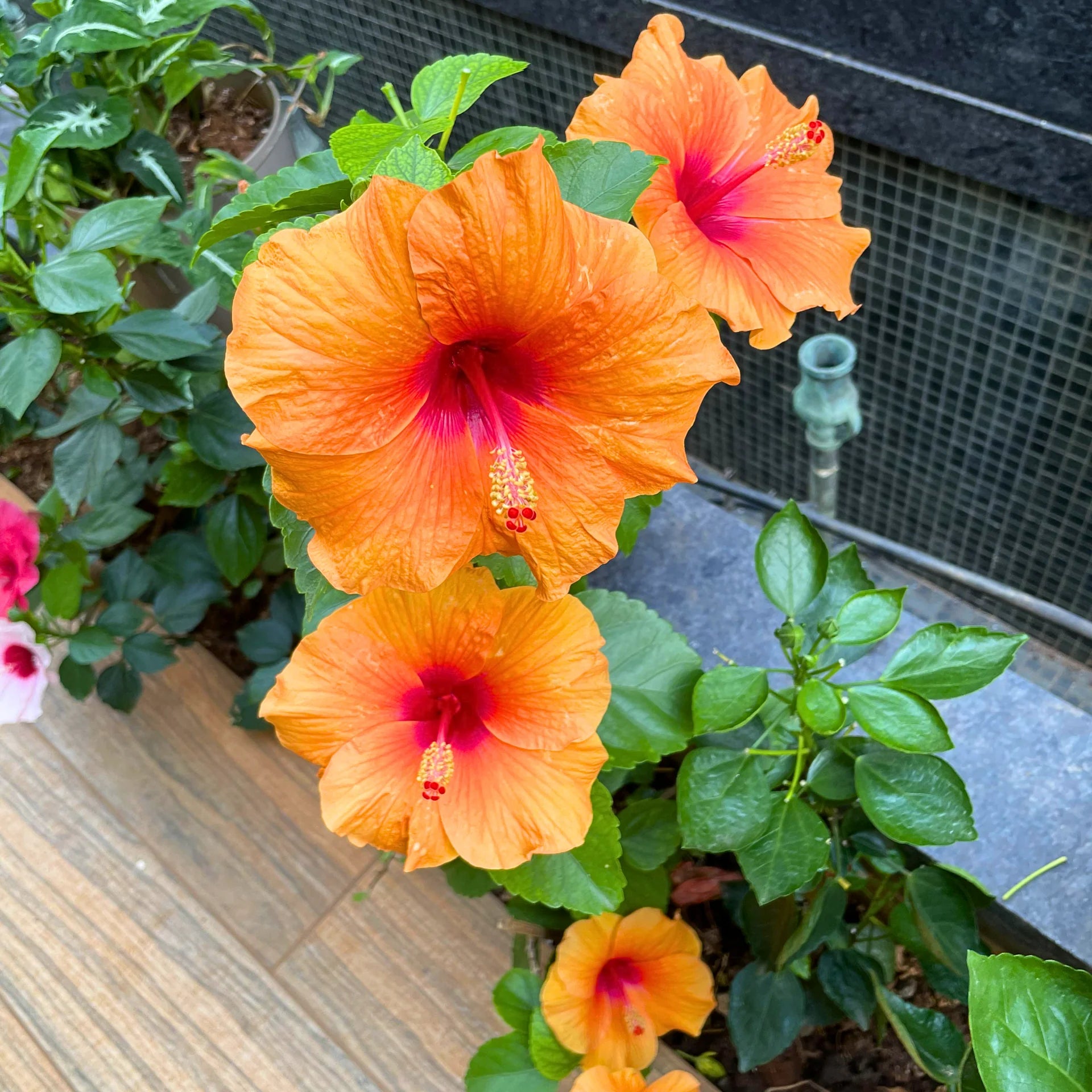 Hibiskus Orange Samen zur Aussaat – tropisch Blüten