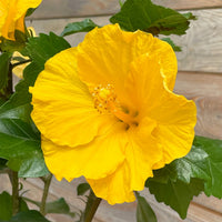 Gelb Hibiskus Blumensamen zur Aussaat hochwertige Qualitäts- Traditionssorte & ohne Gentechnik Samen Hausgarten
