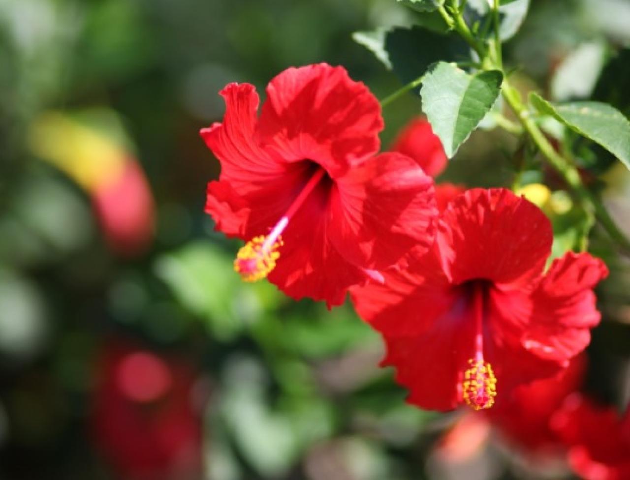 Kastanienrot Hibiskus Blumensamen zur Aussaat – Wildblume Mischung – Traditionssorte & ohne Gentechnik Samen Hausgarten
